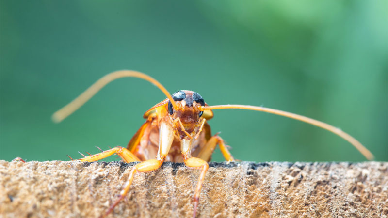 best Cockroaches exterminator phoenix az