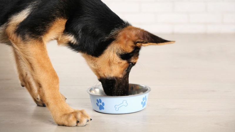 hypoallergenic dog food